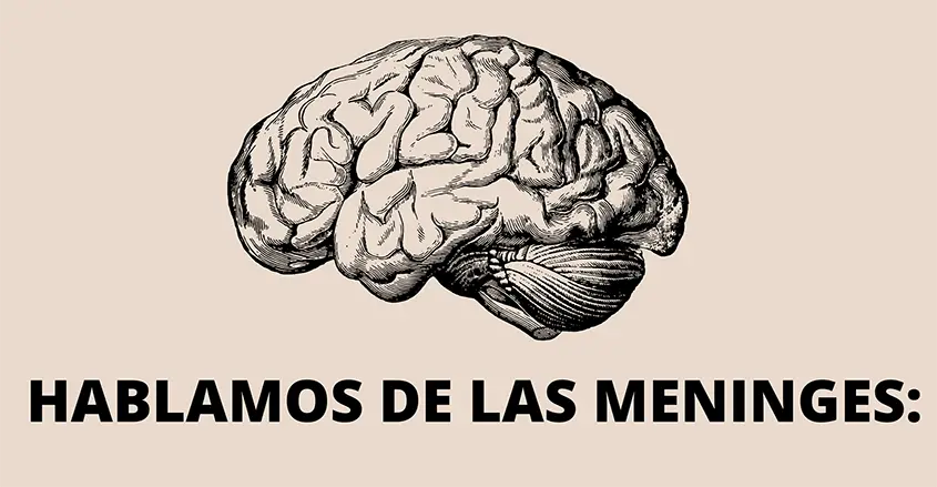 Imagen cerebro apra ilustrar eltema de las meninges en Quiropráctico Barcelona