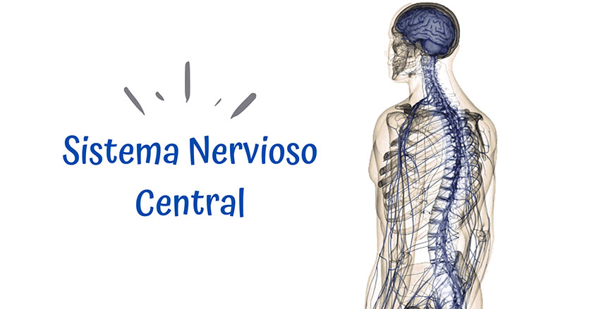 Imagen de Sistema NErvioso Central Quiropráctica Barcelona