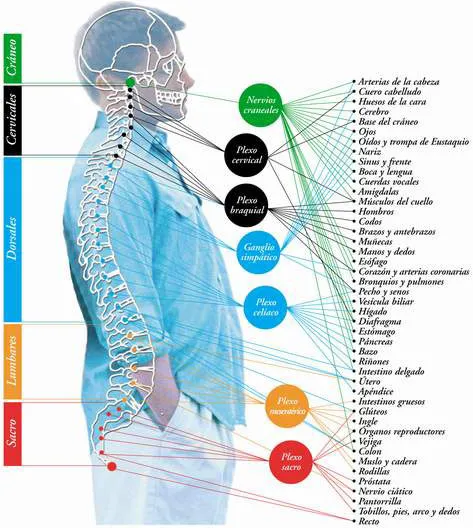 Tabla De Los Nervios